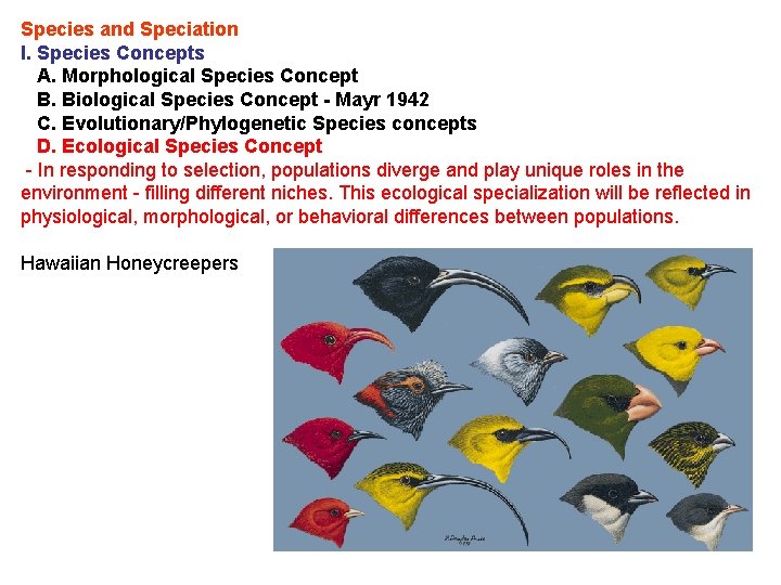 Species and Speciation I. Species Concepts A. Morphological Species Concept B. Biological Species Concept