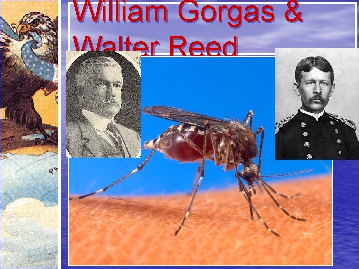 William Gorgas & Walter Reed 