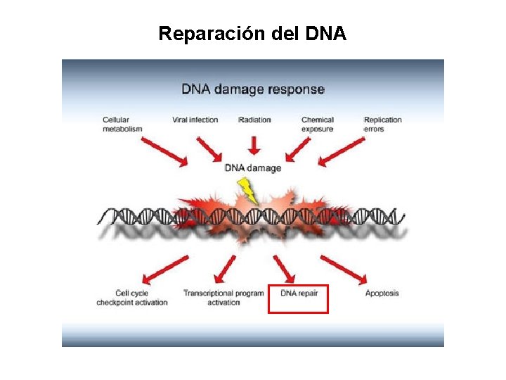 Reparación del DNA 