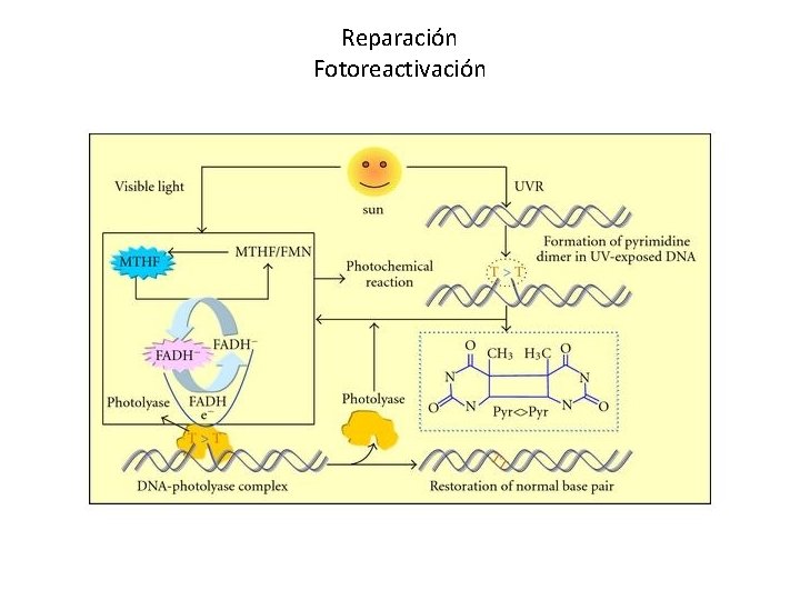 Reparación Fotoreactivación 