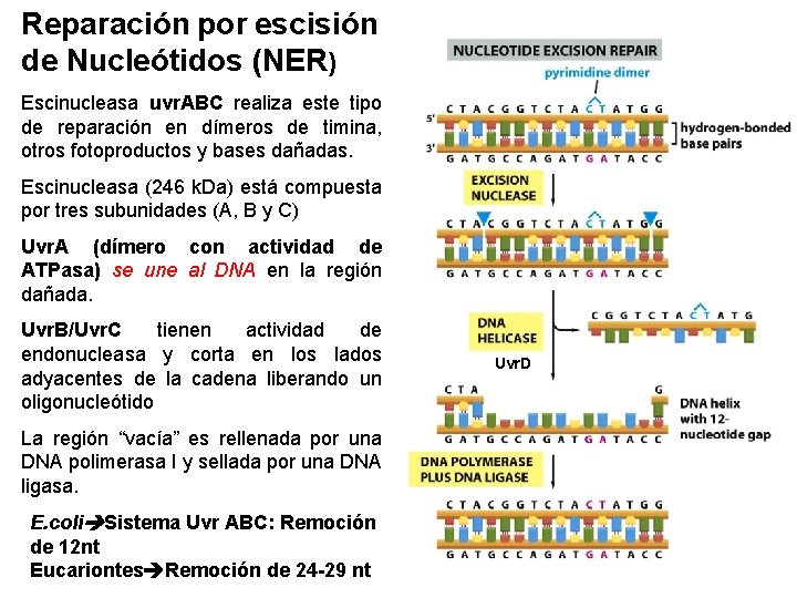 Reparación por escisión de Nucleótidos (NER) Escinucleasa uvr. ABC realiza este tipo de reparación