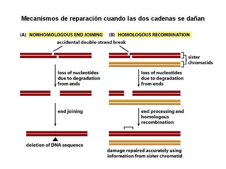 Mecanismos de reparación cuando las dos cadenas se dañan 