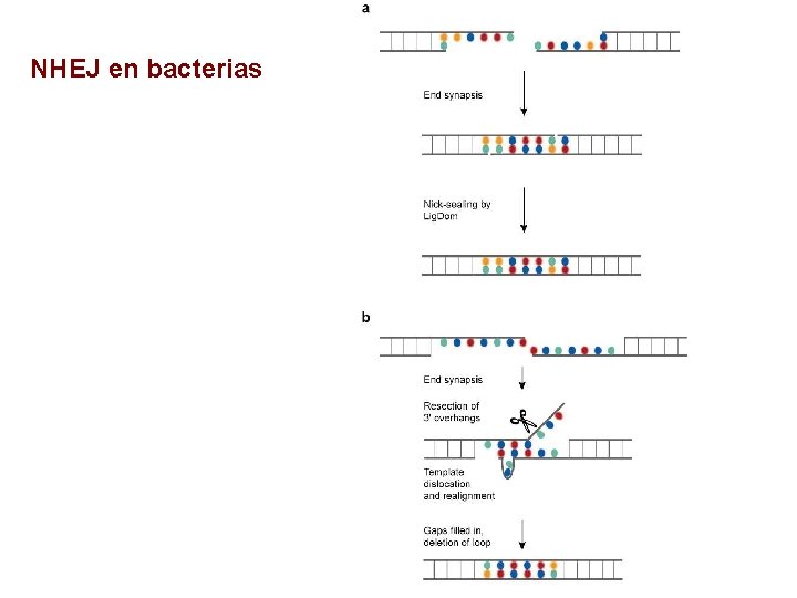 NHEJ en bacterias 