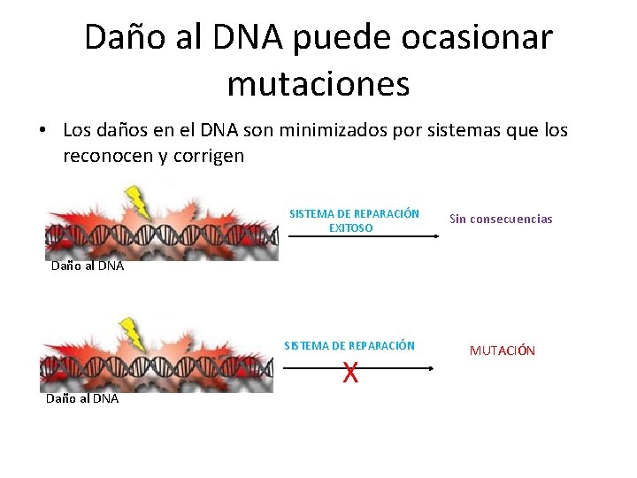 Daño al DNA puede ocasionar mutaciones • Los daños en el DNA son minimizados