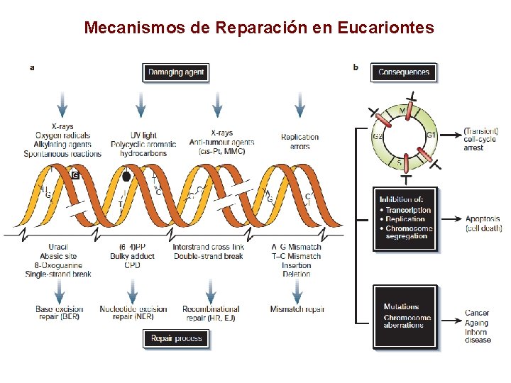 Mecanismos de Reparación en Eucariontes 