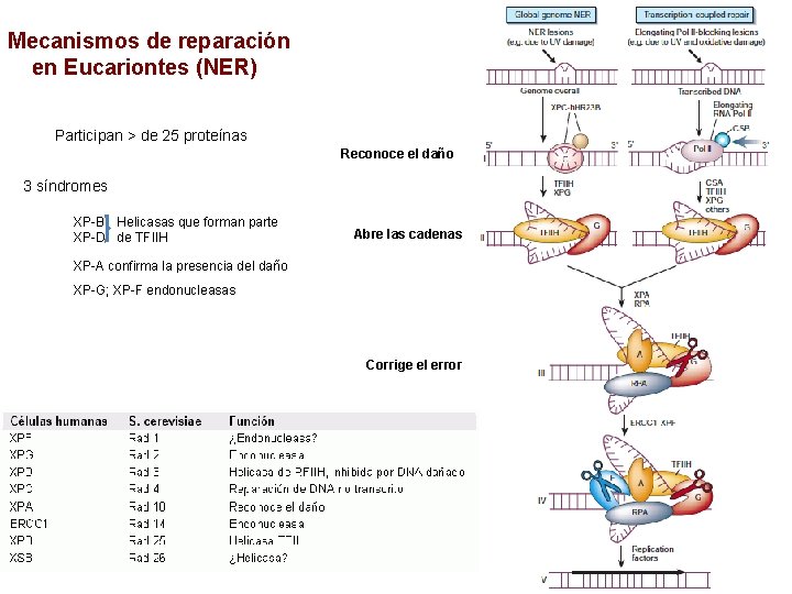 Mecanismos de reparación en Eucariontes (NER) Participan > de 25 proteínas Reconoce el daño