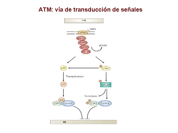 ATM: vía de transducción de señales 