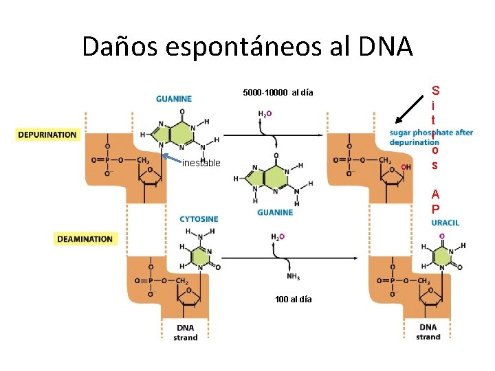 Daños espontáneos al DNA 5000 -10000 al día inestable S i t i o