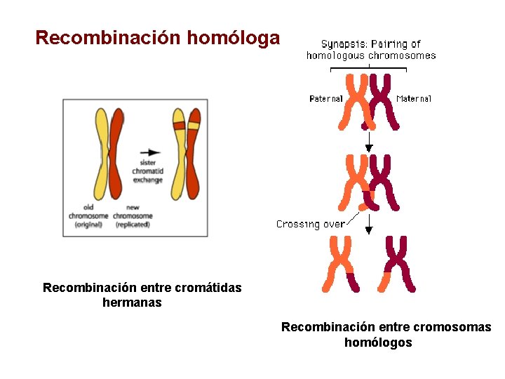 Recombinación homóloga Recombinación entre cromátidas hermanas Recombinación entre cromosomas homólogos 