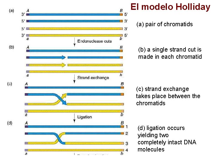 El modelo Holliday (a) pair of chromatids (b) a single strand cut is made