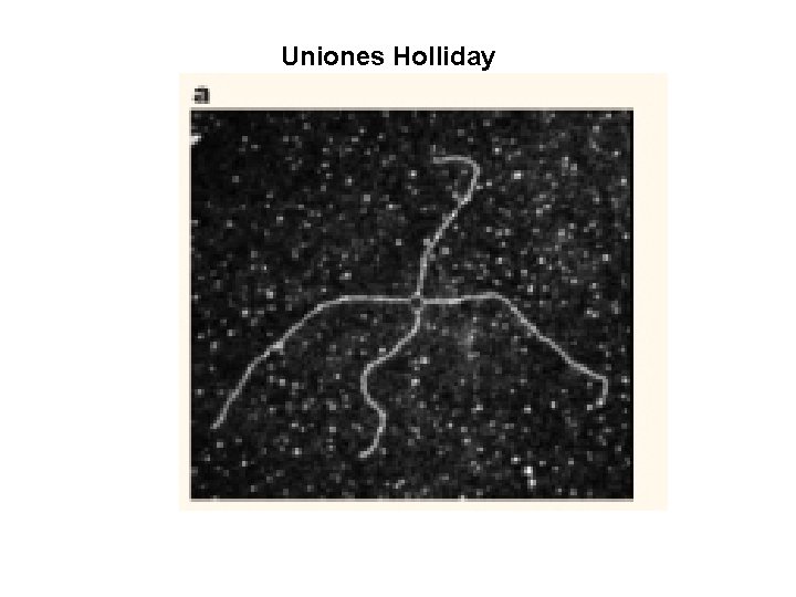 Uniones Holliday 