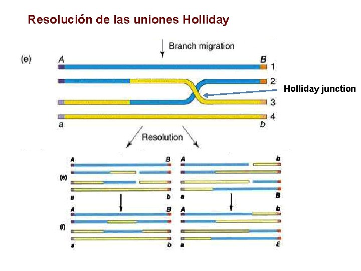 Resolución de las uniones Holliday junction 