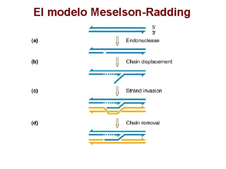 El modelo Meselson-Radding 