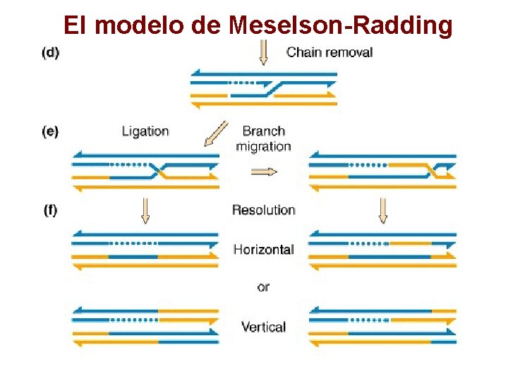 El modelo de Meselson-Radding 