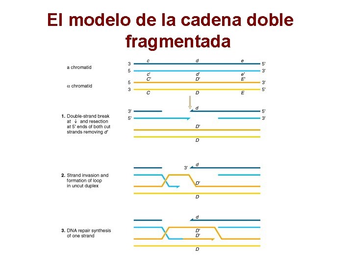 El modelo de la cadena doble fragmentada 