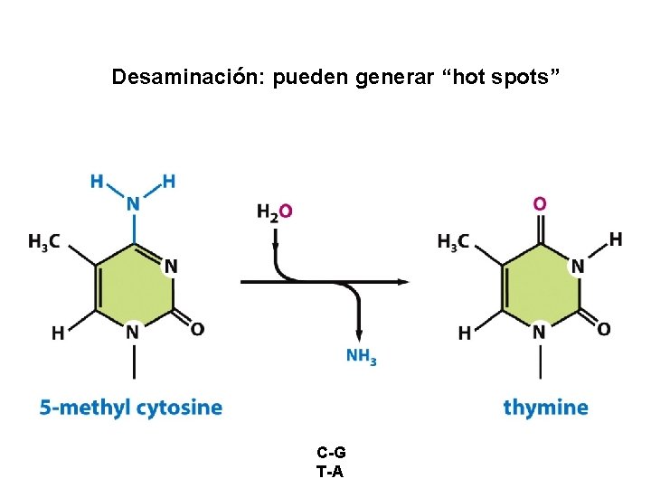 Desaminación: pueden generar “hot spots” C-G T-A 