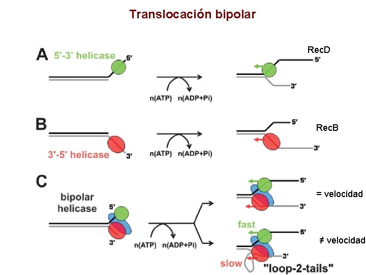 Translocación bipolar Rec. D Rec. B = velocidad ≠ velocidad 