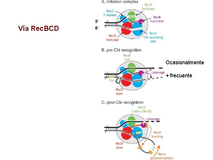 3´ Vía Rec. BCD 5´ Ocasionalmente + frecuente 