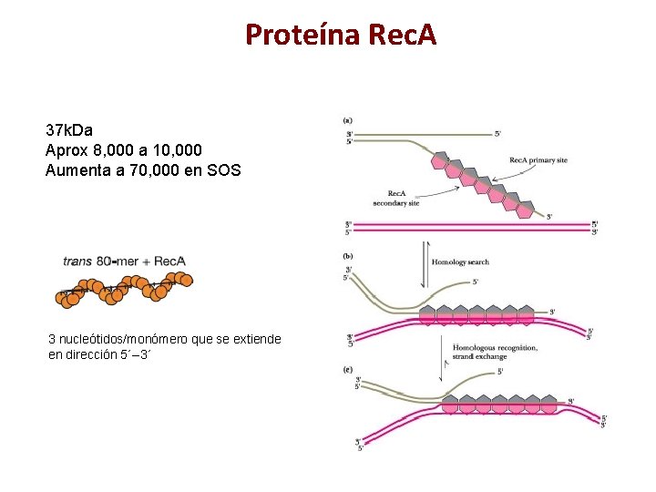 Proteína Rec. A 37 k. Da Aprox 8, 000 a 10, 000 Aumenta a