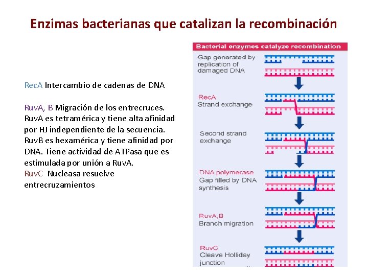 Enzimas bacterianas que catalizan la recombinación Rec. A Intercambio de cadenas de DNA Ruv.