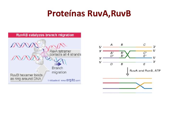 Proteínas Ruv. A, Ruv. B 