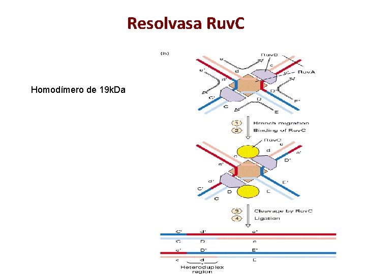 Resolvasa Ruv. C Homodímero de 19 k. Da 