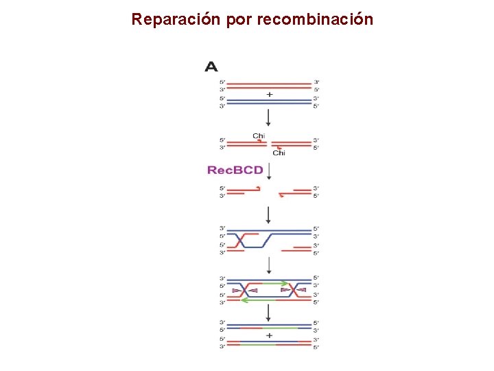 Reparación por recombinación 