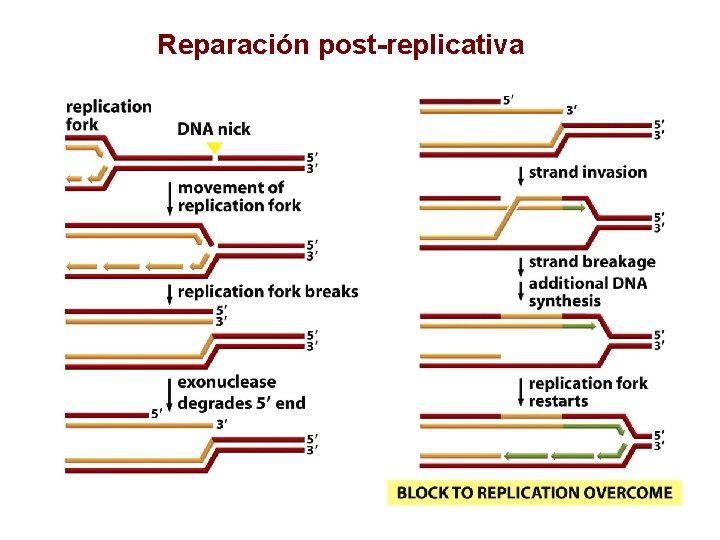 Reparación post-replicativa 