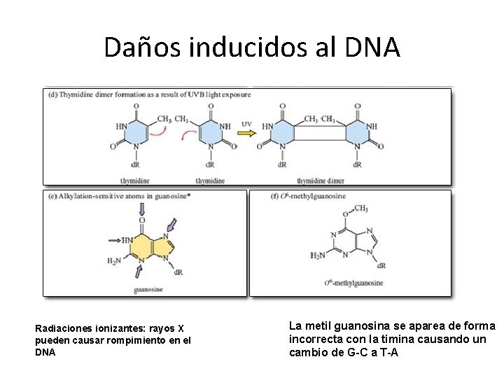 Daños inducidos al DNA Radiaciones ionizantes: rayos X pueden causar rompimiento en el DNA