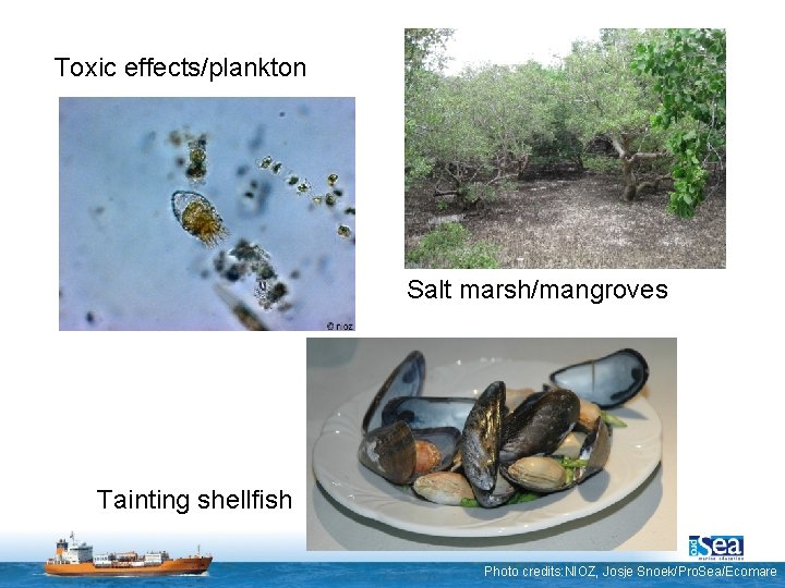 Toxic effects/plankton Salt marsh/mangroves Tainting shellfish Photo credits: NIOZ, Josje Snoek/Pro. Sea/Ecomare 