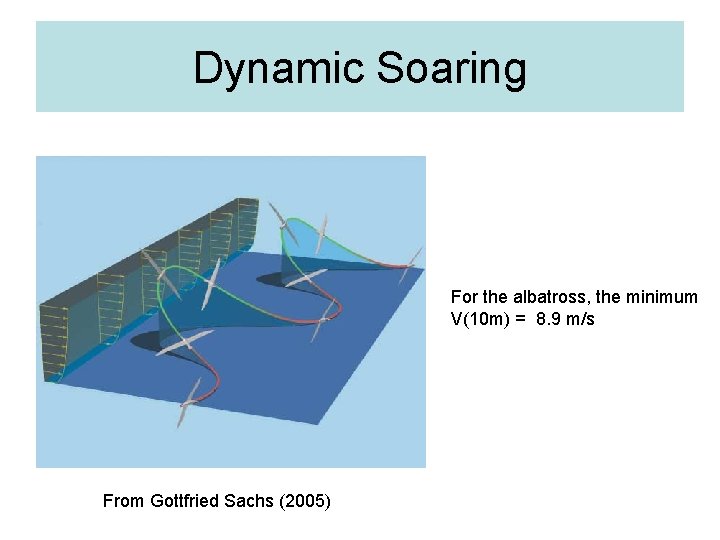 Dynamic Soaring For the albatross, the minimum V(10 m) = 8. 9 m/s From