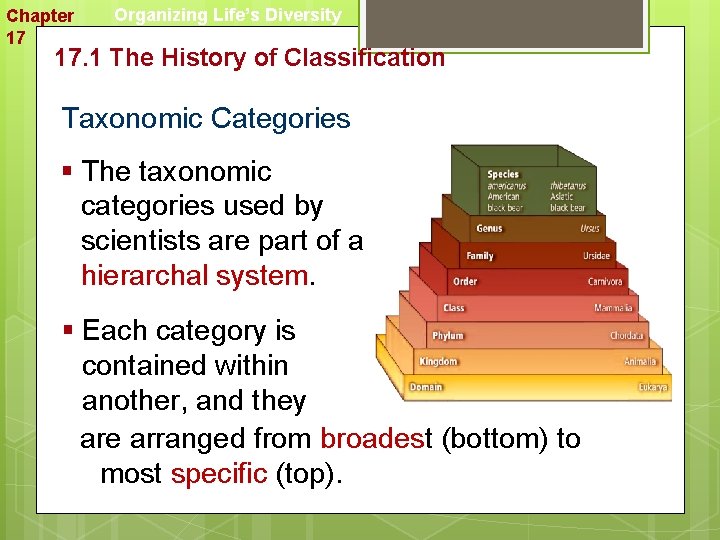 Chapter 17 Organizing Life’s Diversity 17. 1 The History of Classification Taxonomic Categories §