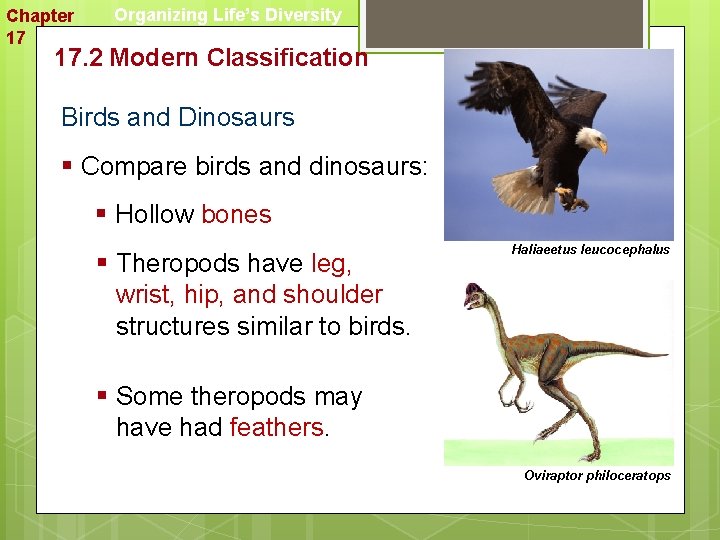 Chapter 17 Organizing Life’s Diversity 17. 2 Modern Classification Birds and Dinosaurs § Compare