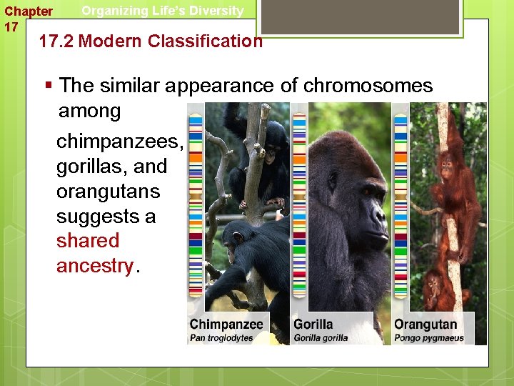 Chapter 17 Organizing Life’s Diversity 17. 2 Modern Classification § The similar appearance of