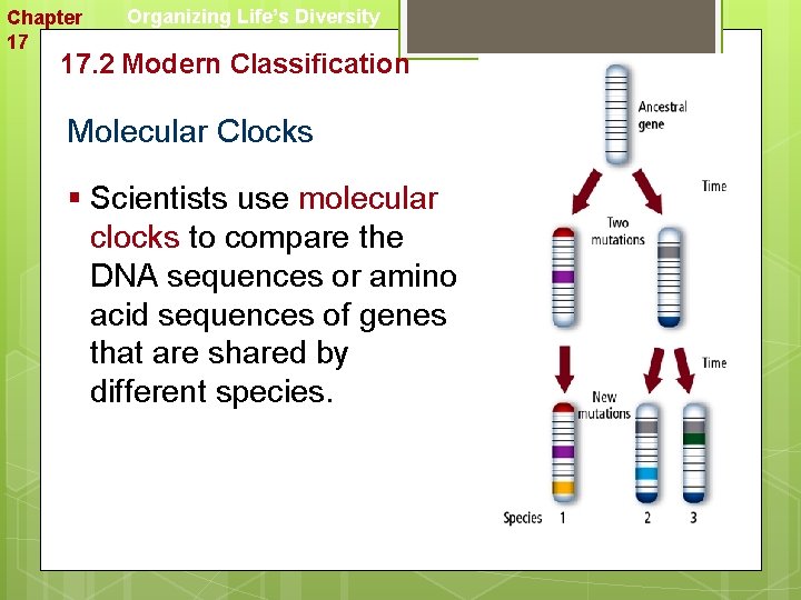 Chapter 17 Organizing Life’s Diversity 17. 2 Modern Classification Molecular Clocks § Scientists use