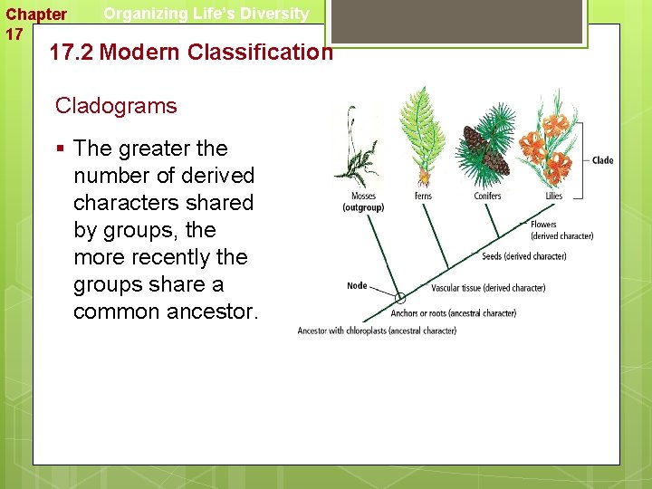 Chapter 17 Organizing Life’s Diversity 17. 2 Modern Classification Cladograms § The greater the