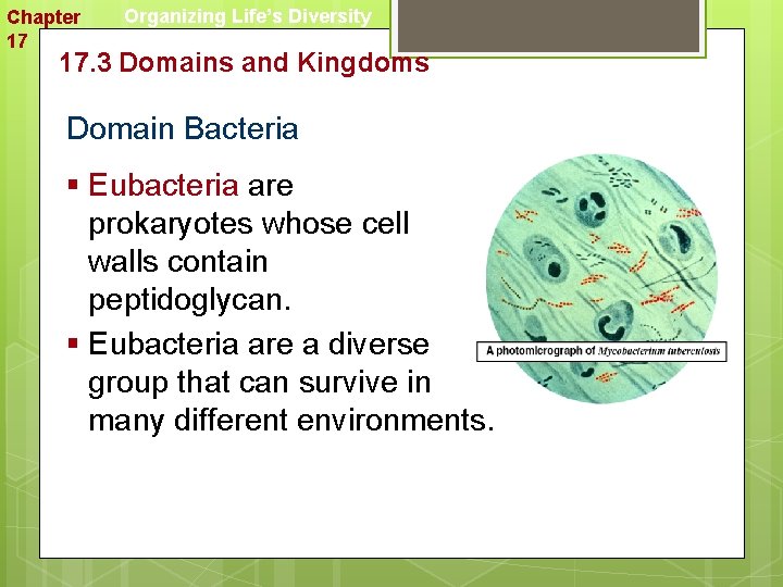 Chapter 17 Organizing Life’s Diversity 17. 3 Domains and Kingdoms Domain Bacteria § Eubacteria