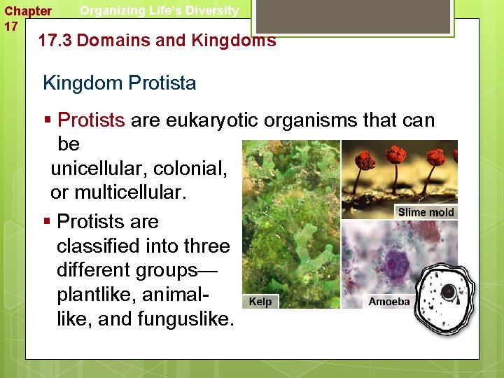 Chapter 17 Organizing Life’s Diversity 17. 3 Domains and Kingdoms Kingdom Protista § Protists