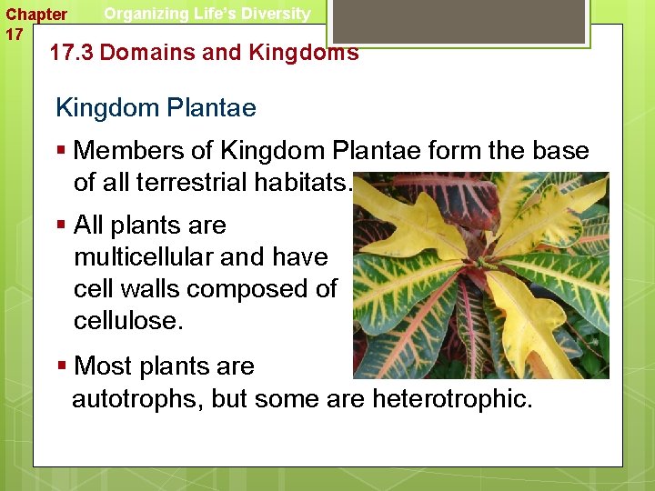 Chapter 17 Organizing Life’s Diversity 17. 3 Domains and Kingdoms Kingdom Plantae § Members