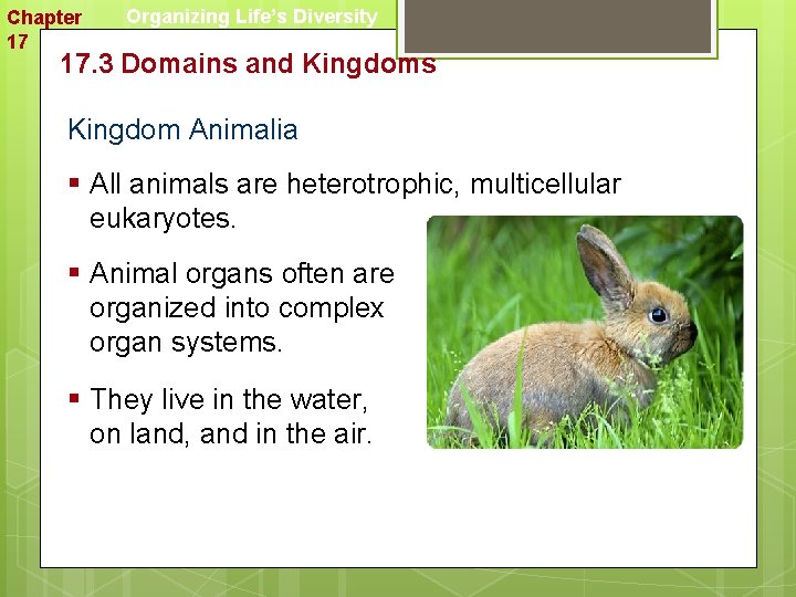 Chapter 17 Organizing Life’s Diversity 17. 3 Domains and Kingdoms Kingdom Animalia § All