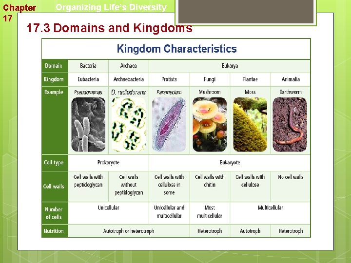 Chapter 17 Organizing Life’s Diversity 17. 3 Domains and Kingdoms 
