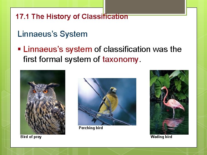 17. 1 The History of Classification Linnaeus’s System § Linnaeus’s system of classification was