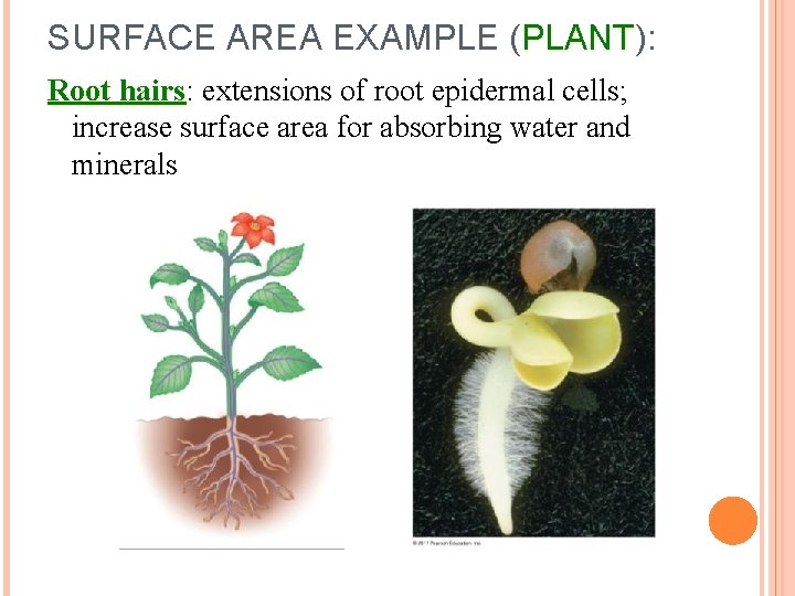 SURFACE AREA EXAMPLE (PLANT): PLANT Root hairs: hairs extensions of root epidermal cells; increase SURFACE AREA EXAMPLE (PLANT): PLANT Root hairs: hairs extensions of root epidermal cells; increase