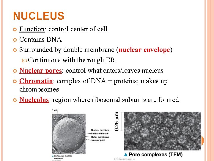 NUCLEUS Function: control center of cell Contains DNA Surrounded by double membrane (nuclear envelope) NUCLEUS Function: control center of cell Contains DNA Surrounded by double membrane (nuclear envelope)