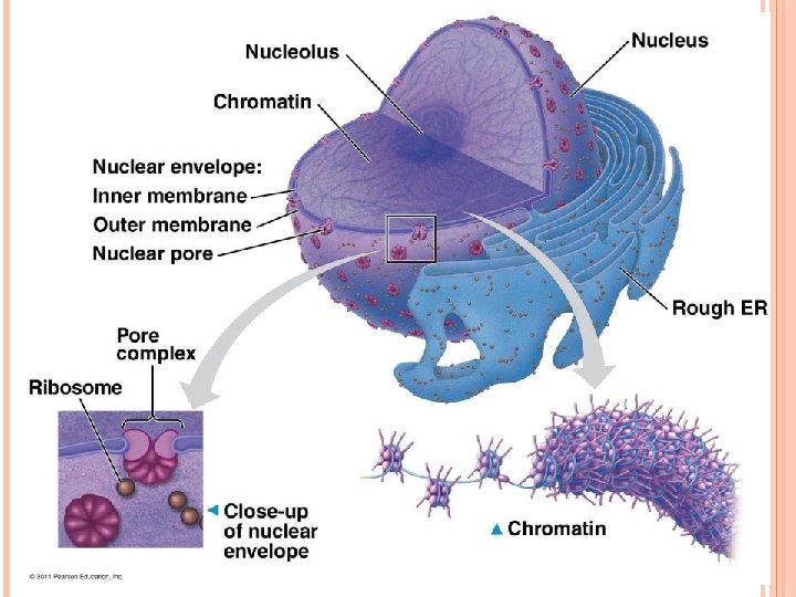 NUCLEUS Contains DNA Function: control center of cell Surrounded by double membrane (nuclear envelope) NUCLEUS Contains DNA Function: control center of cell Surrounded by double membrane (nuclear envelope)