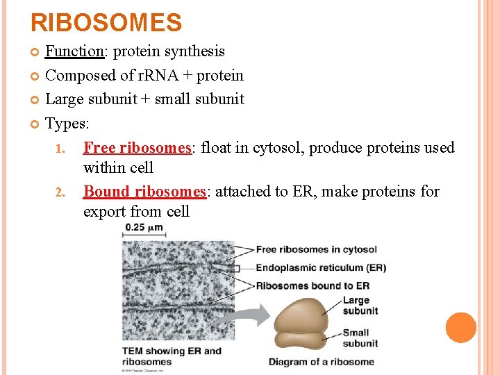 RIBOSOMES Function: protein synthesis Composed of r. RNA + protein Large subunit + small RIBOSOMES Function: protein synthesis Composed of r. RNA + protein Large subunit + small