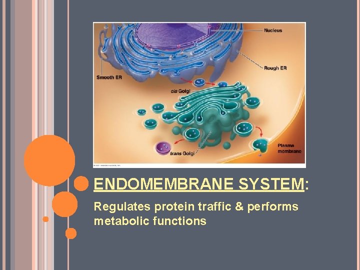 ENDOMEMBRANE SYSTEM: Regulates protein traffic & performs metabolic functions ENDOMEMBRANE SYSTEM: Regulates protein traffic & performs metabolic functions