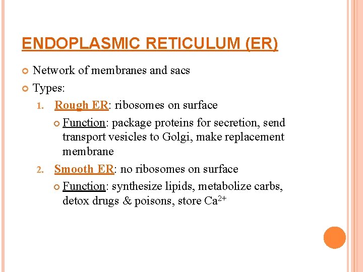 ENDOPLASMIC RETICULUM (ER) Network of membranes and sacs Types: 1. Rough ER: ribosomes on ENDOPLASMIC RETICULUM (ER) Network of membranes and sacs Types: 1. Rough ER: ribosomes on