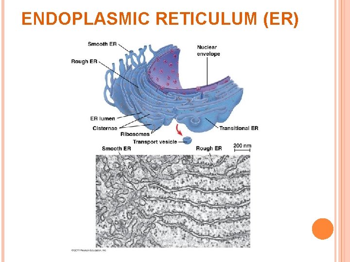 ENDOPLASMIC RETICULUM (ER) ENDOPLASMIC RETICULUM (ER)