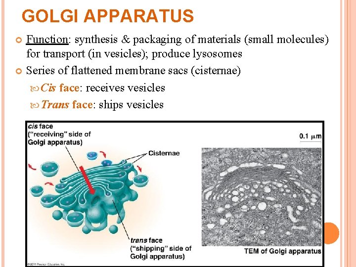 GOLGI APPARATUS Function: synthesis & packaging of materials (small molecules) for transport (in vesicles); GOLGI APPARATUS Function: synthesis & packaging of materials (small molecules) for transport (in vesicles);